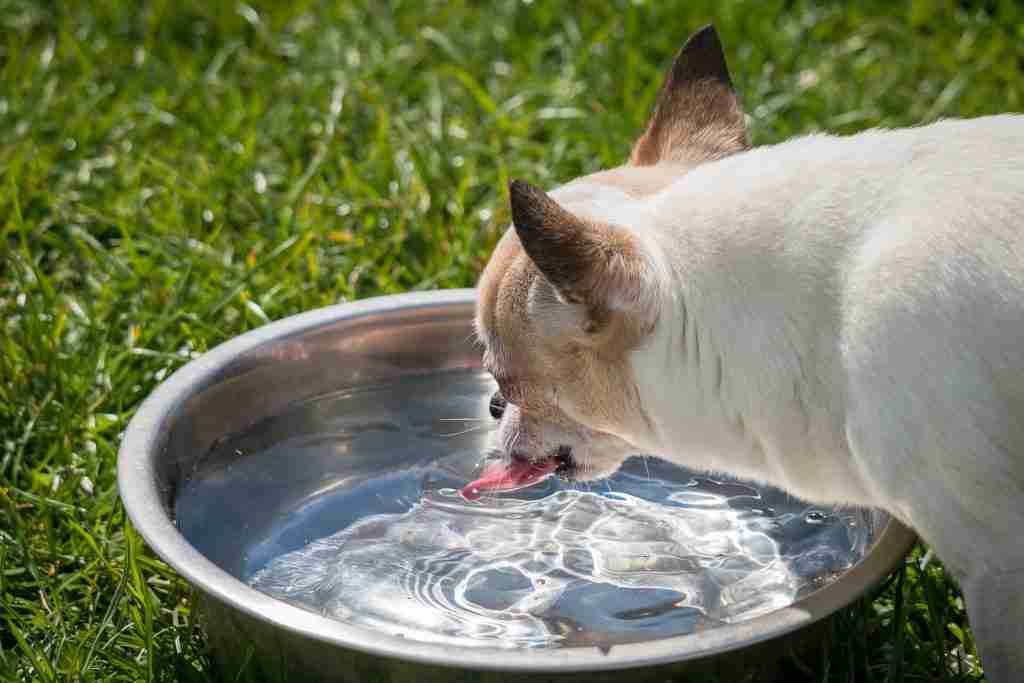 Chi drinking water