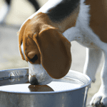 Pure Clean Water for your dog