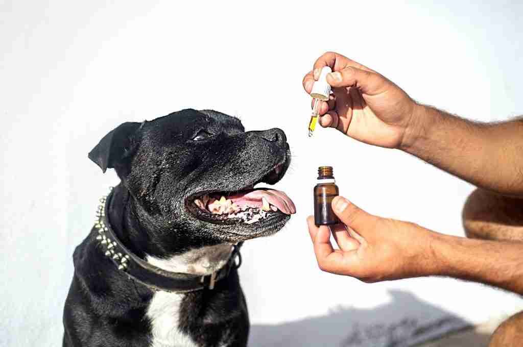 CBD oil being administered orally to a dog