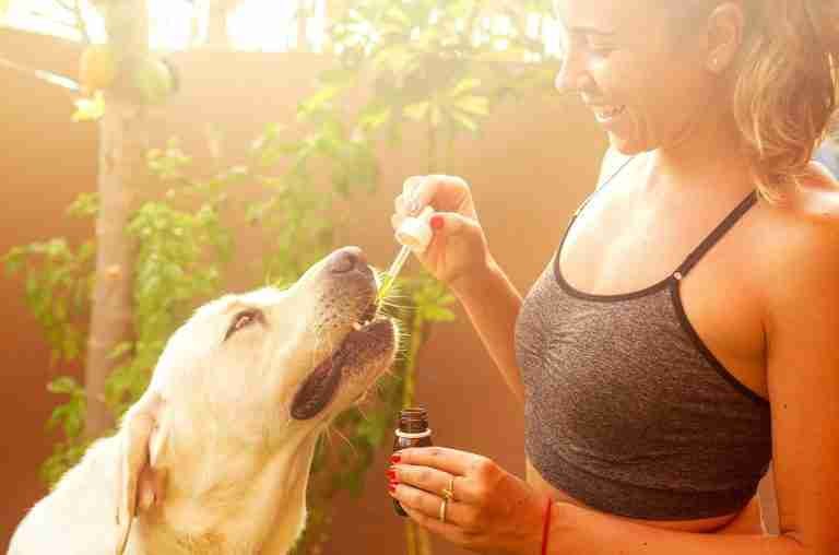 CBD Oil for Dogs - Keep In Your First Aid Kit