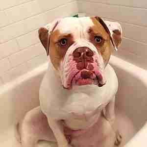 Pitbull mix in the tub ready for a bath alternative shampoos
