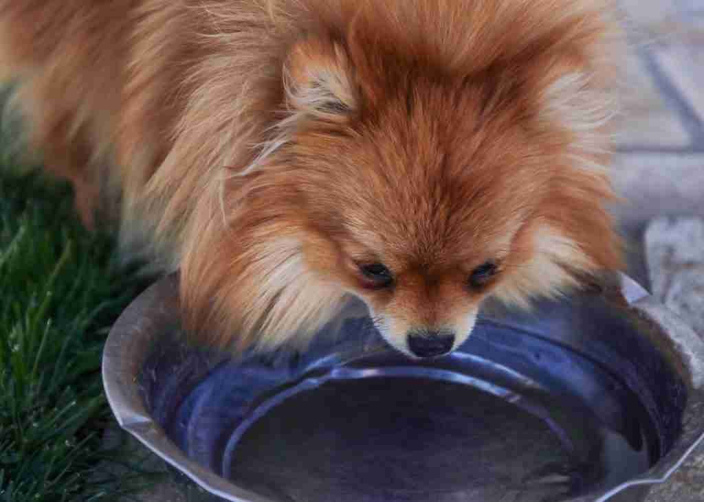 Little dog enjoying filtered water