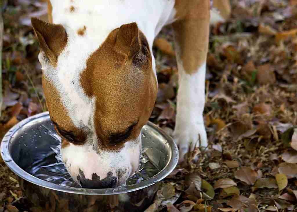 Large dog enjoying filtered water in the park large dog