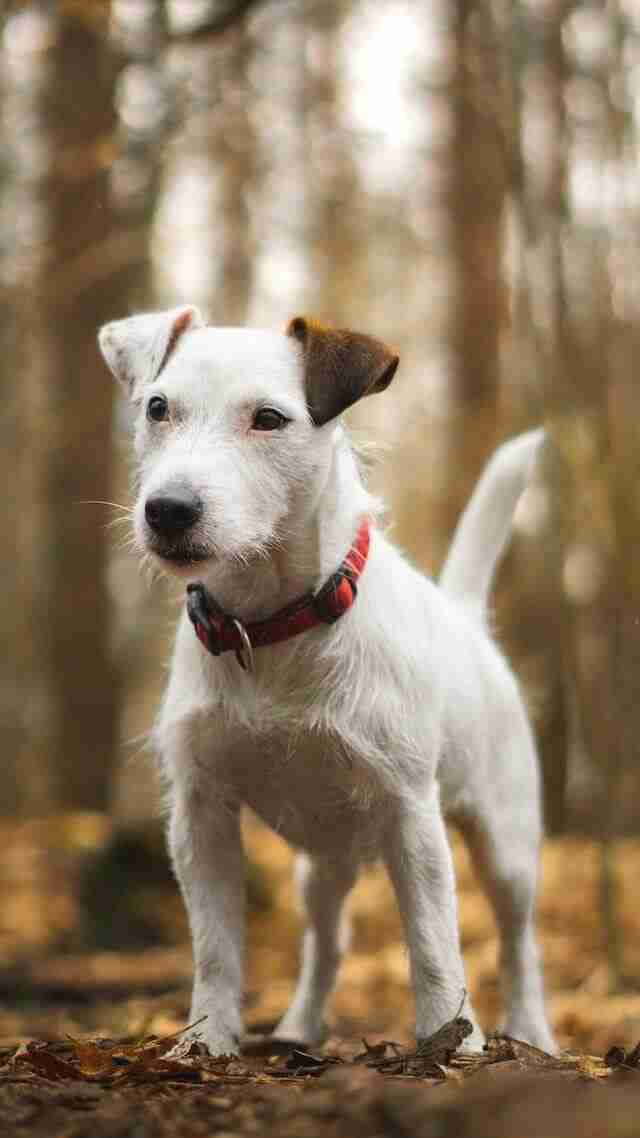 jack Russell on full alert