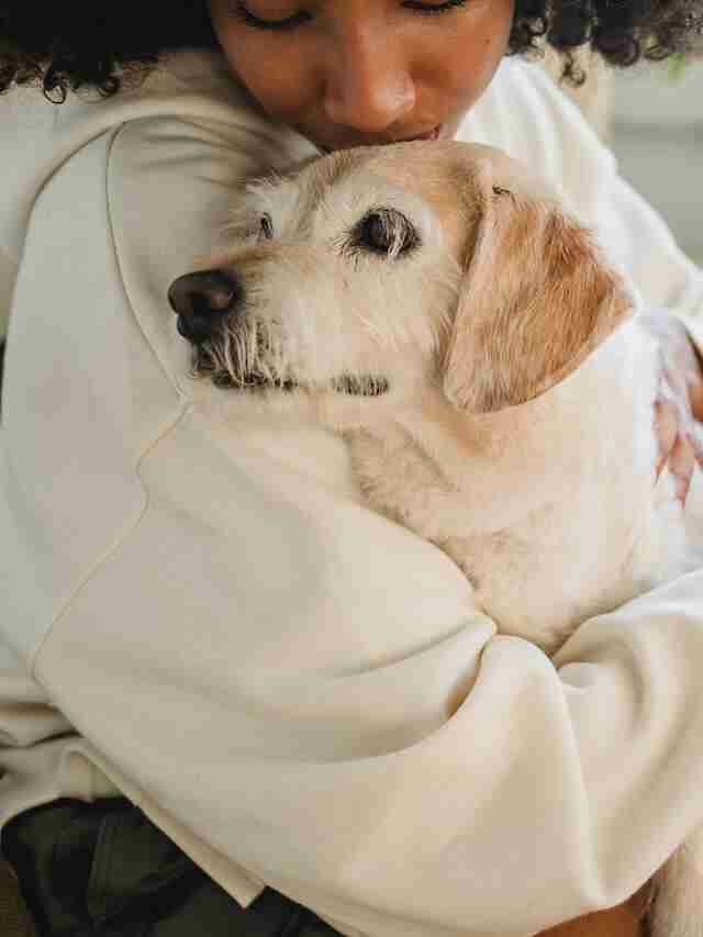 a senior dog getting love and attention